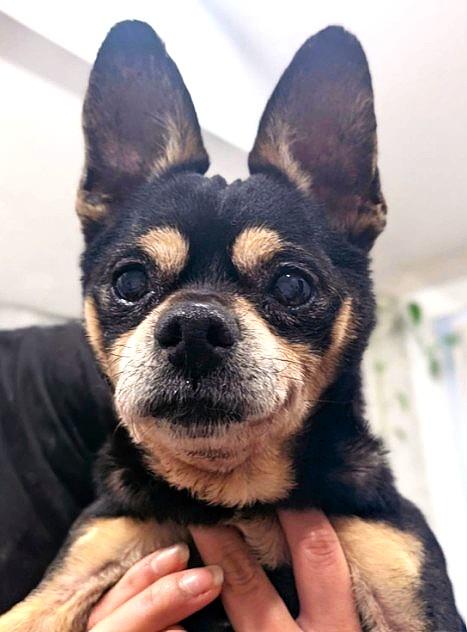 Lucky, ADOPTABLE, Senior Male Chihuahua.