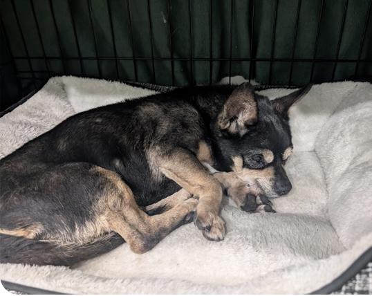 Enlarge Lucky, a ADOPTABLE mixed breed in Plainfield, IL image 5/5