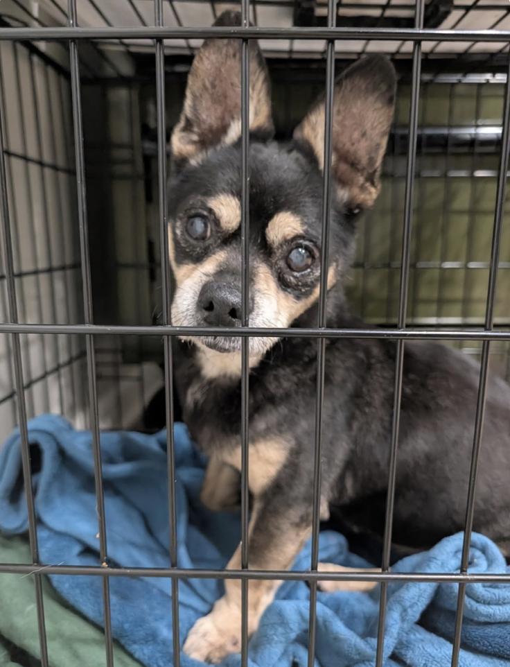 Enlarge Lucky, a ADOPTABLE mixed breed in Plainfield, IL image 4/5