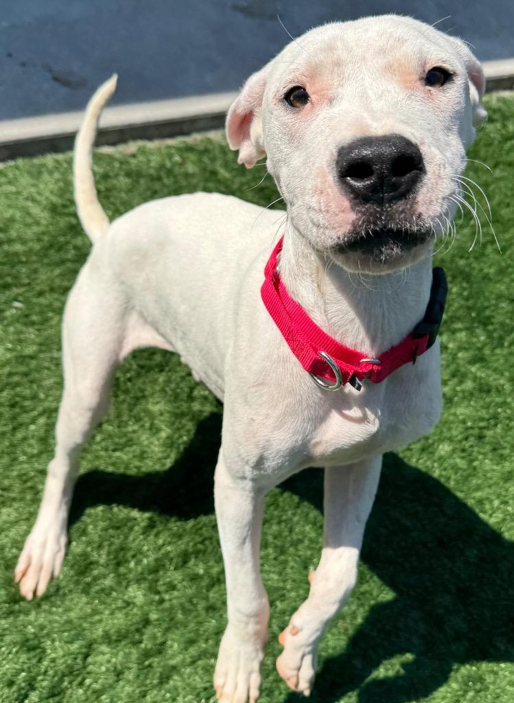 Cargo, Adoptable, Young Female Dogo Argentino.