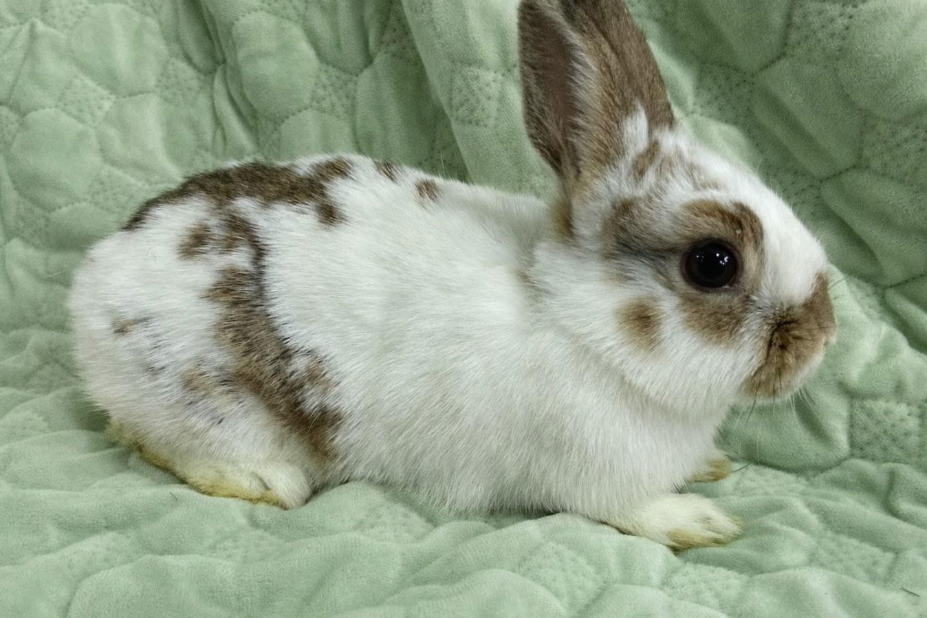 River, Adoptable, Baby Female Bunny Rabbit.