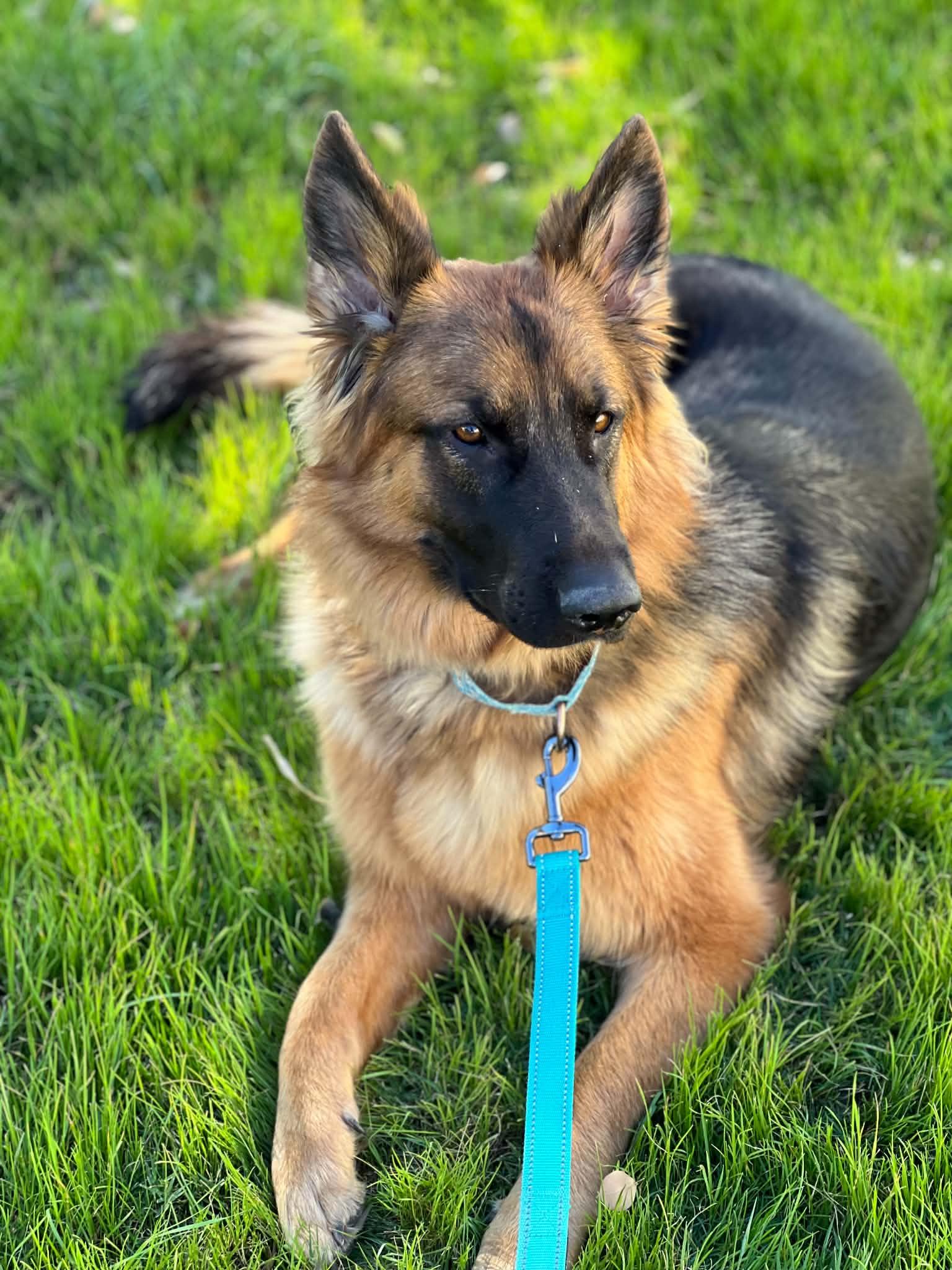 Enlarge Willow, a Adopted mixed breed in Glendale, AZ image 3/6