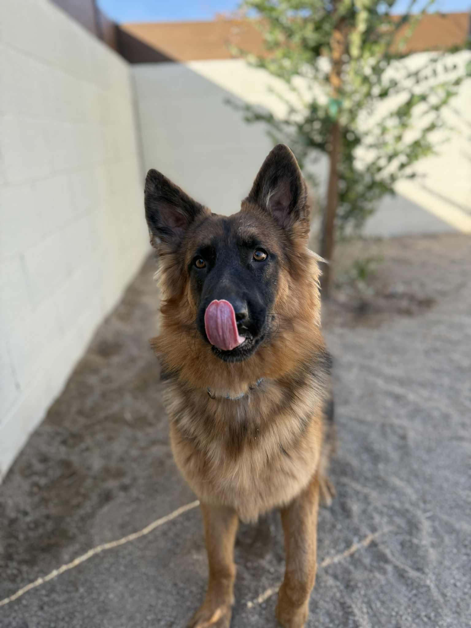 Enlarge Willow, a Adopted mixed breed in Glendale, AZ image 6/6
