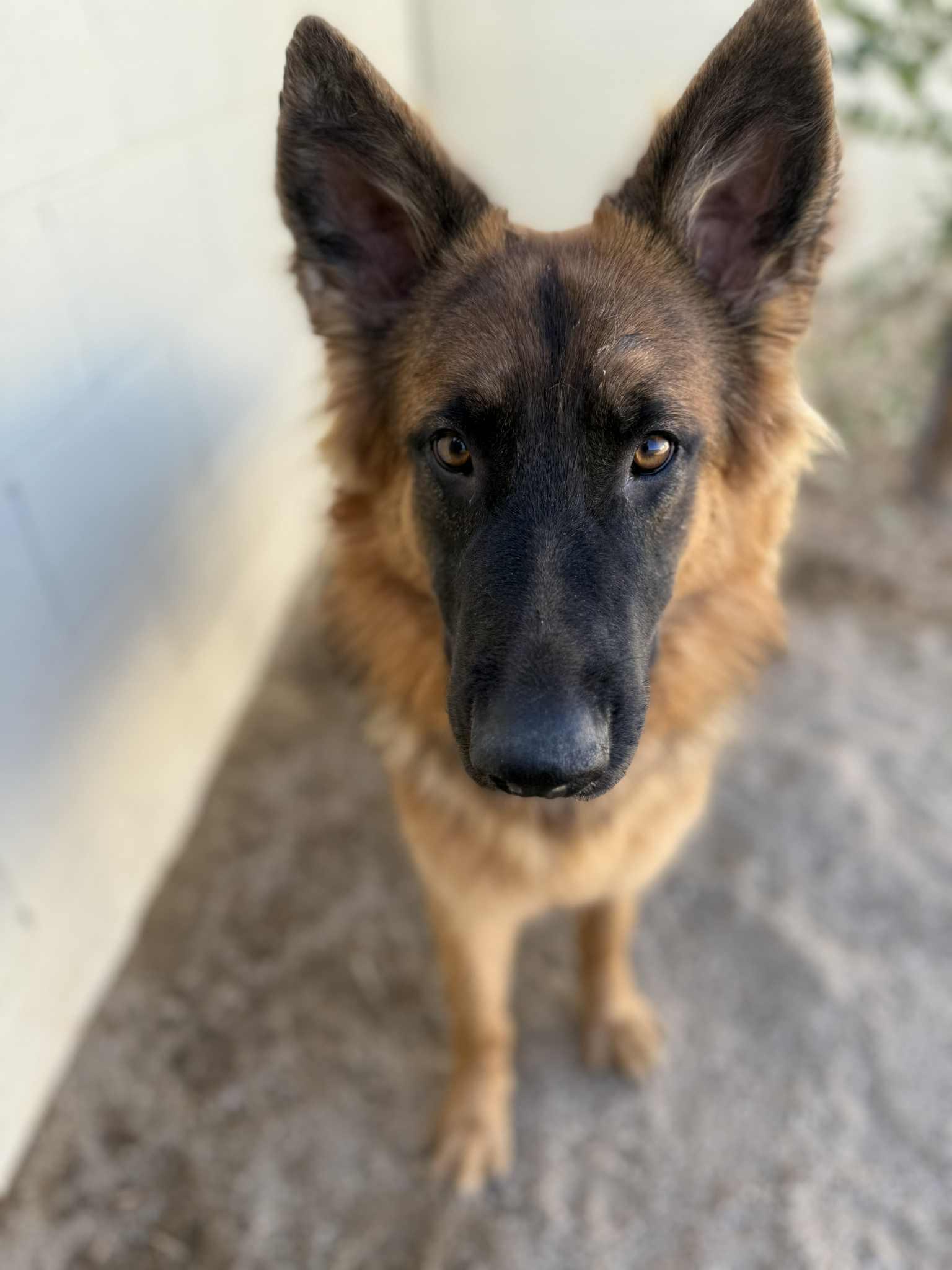 Willow, Adopted, Young Female German Shepherd Dog.