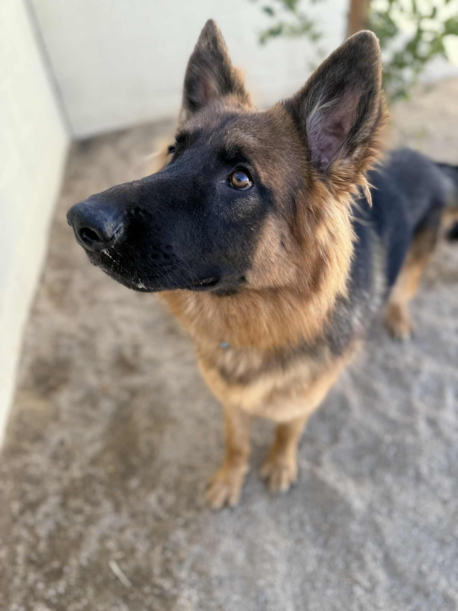 Enlarge Willow, a Adopted mixed breed in Glendale, AZ image 2/6