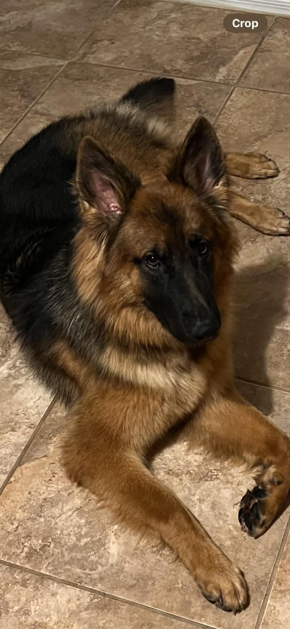 Enlarge Willow, a Adopted mixed breed in Glendale, AZ image 4/6