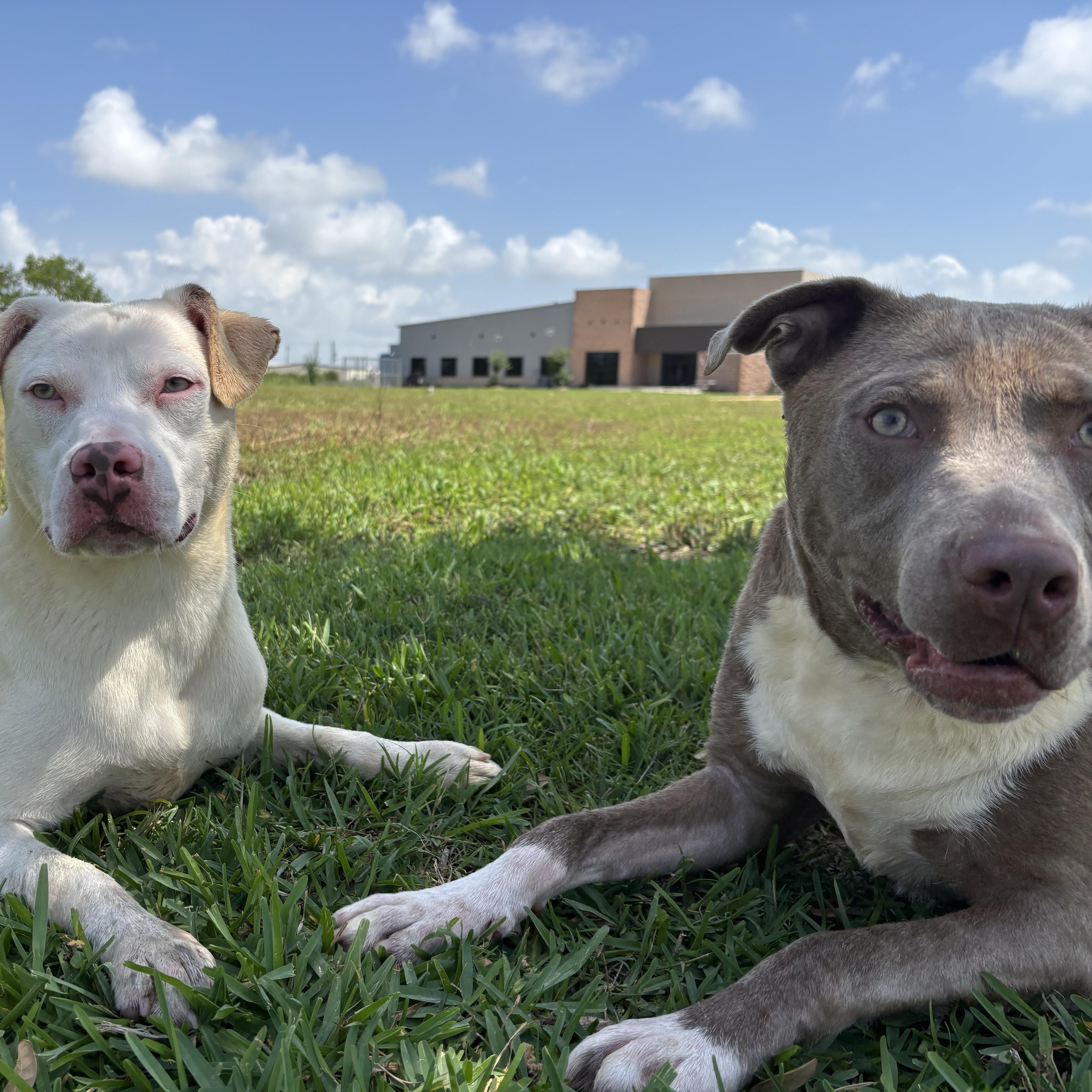 Enlarge Adonis & Aurora (bonded), an adopted mixed breed in Cheyene, WY image 1/6