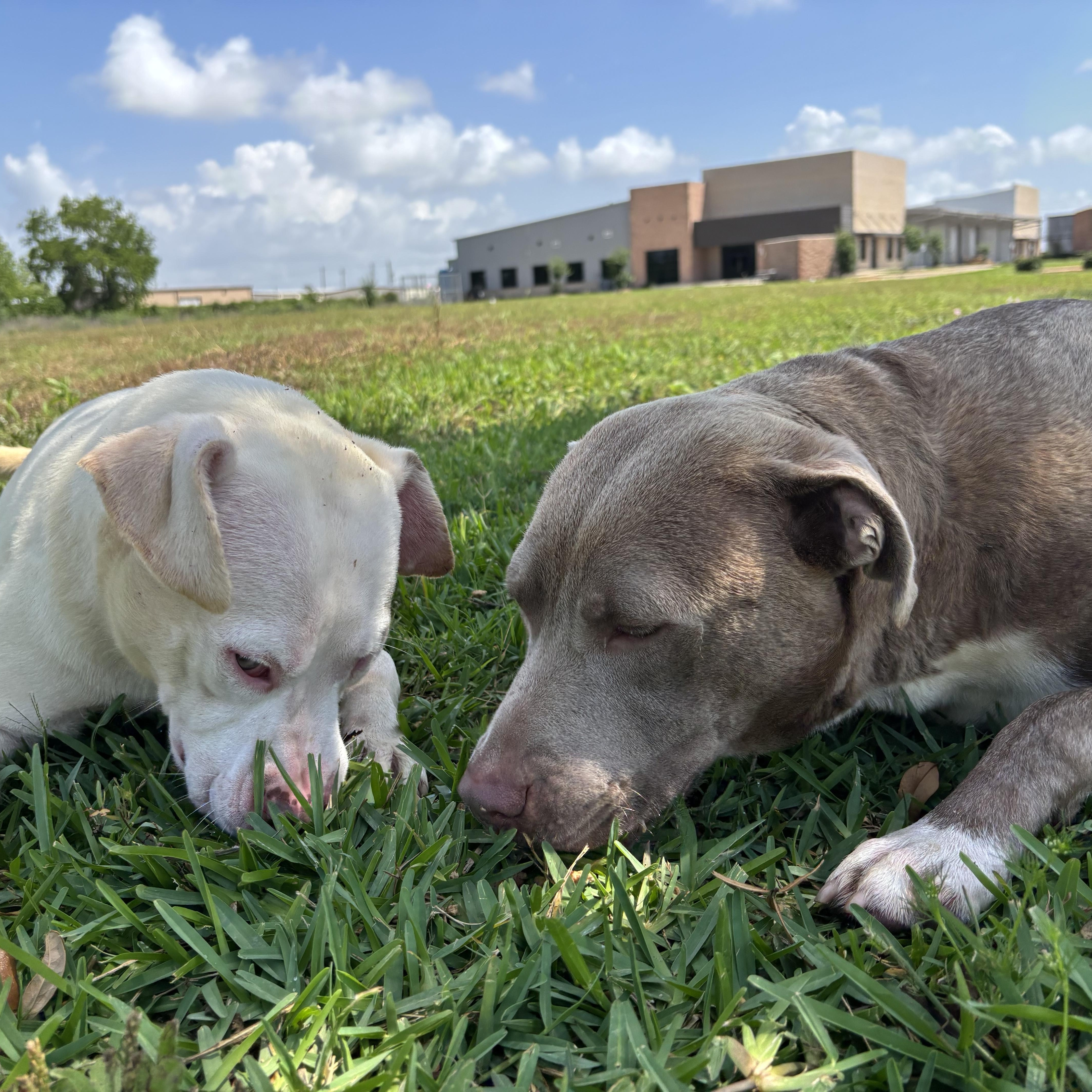 Enlarge Adonis & Aurora (bonded), an adopted mixed breed in Cheyene, WY image 2/6