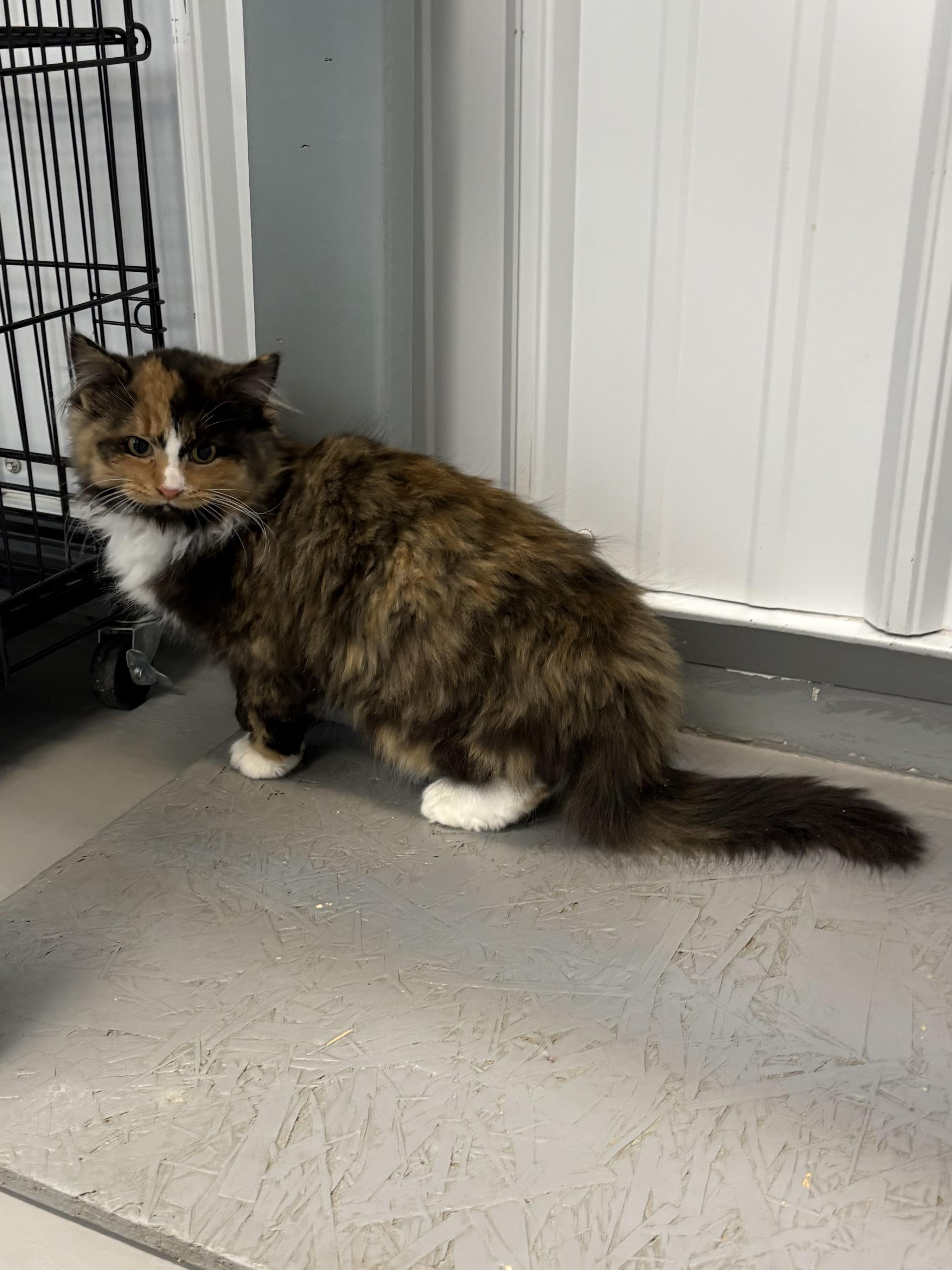 Lily, a ADOPTABLE Domestic Long Hair in Big Rapids, MI image 1/2