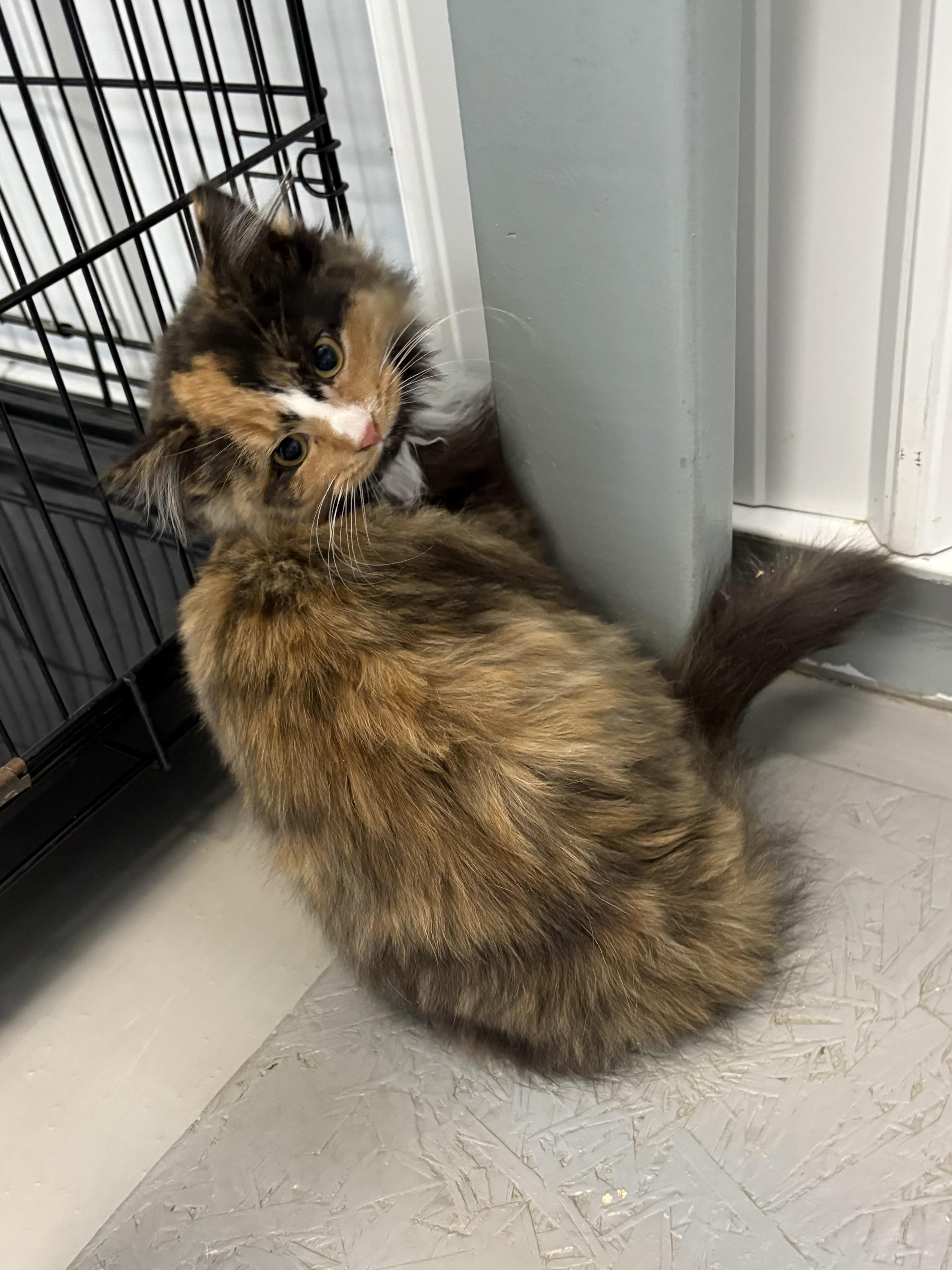 Lily, a ADOPTABLE Domestic Long Hair in Big Rapids, MI image 2/2