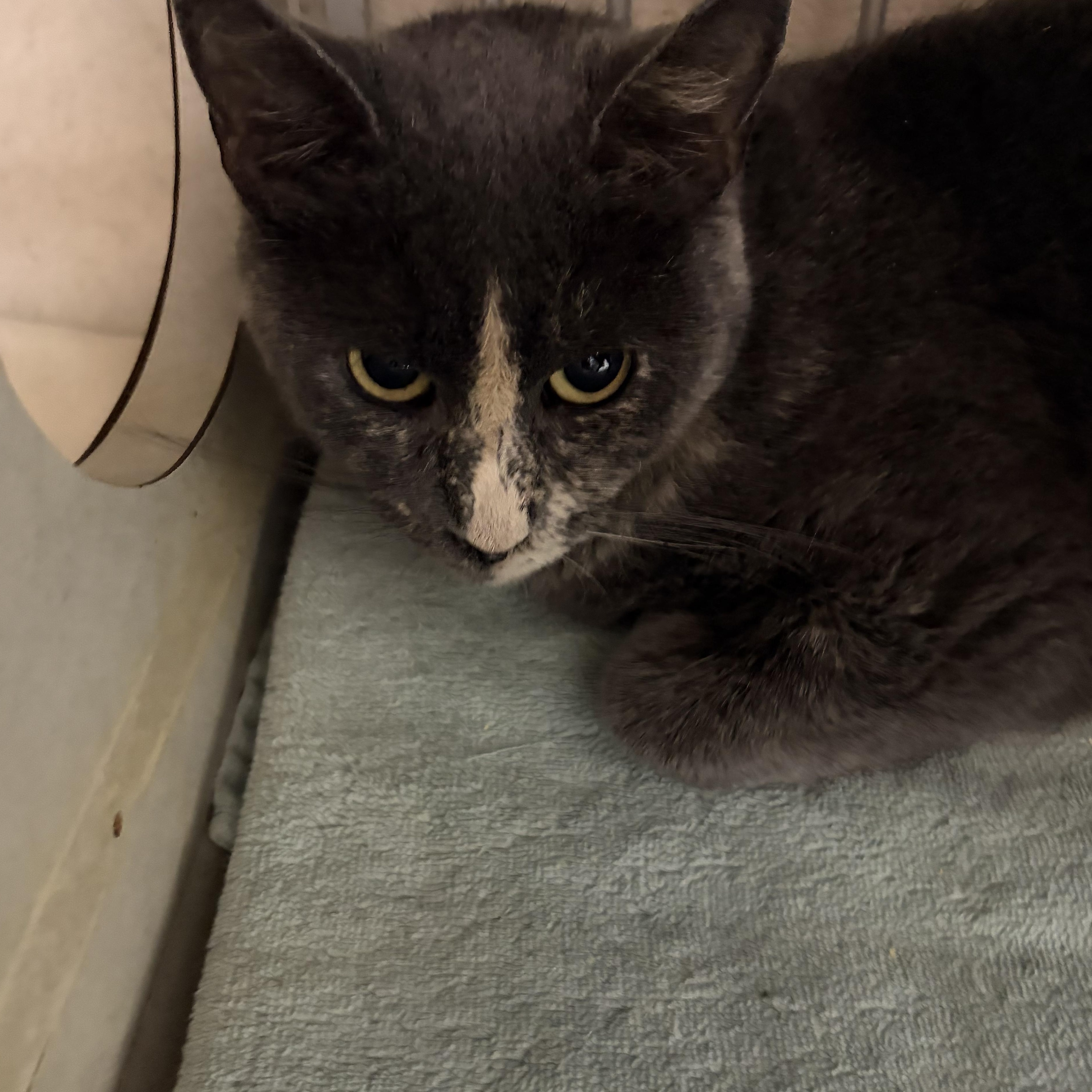 Enlarge Pristine, a Adoptable Dilute Tortoiseshell in Log Lane Village, CO image 1/1