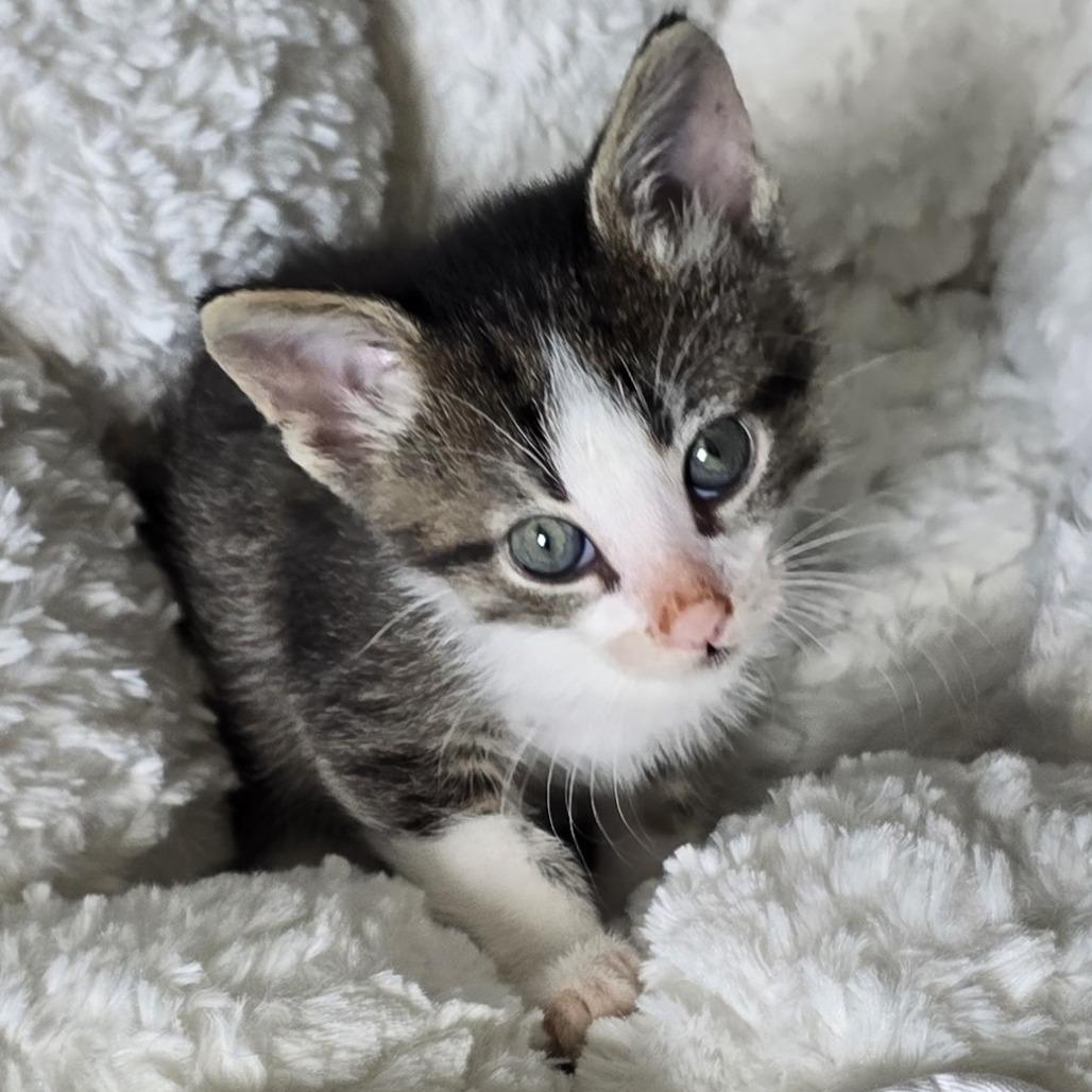 Cats & Kittens for Adoption in Ottawa, KS | Petfinder