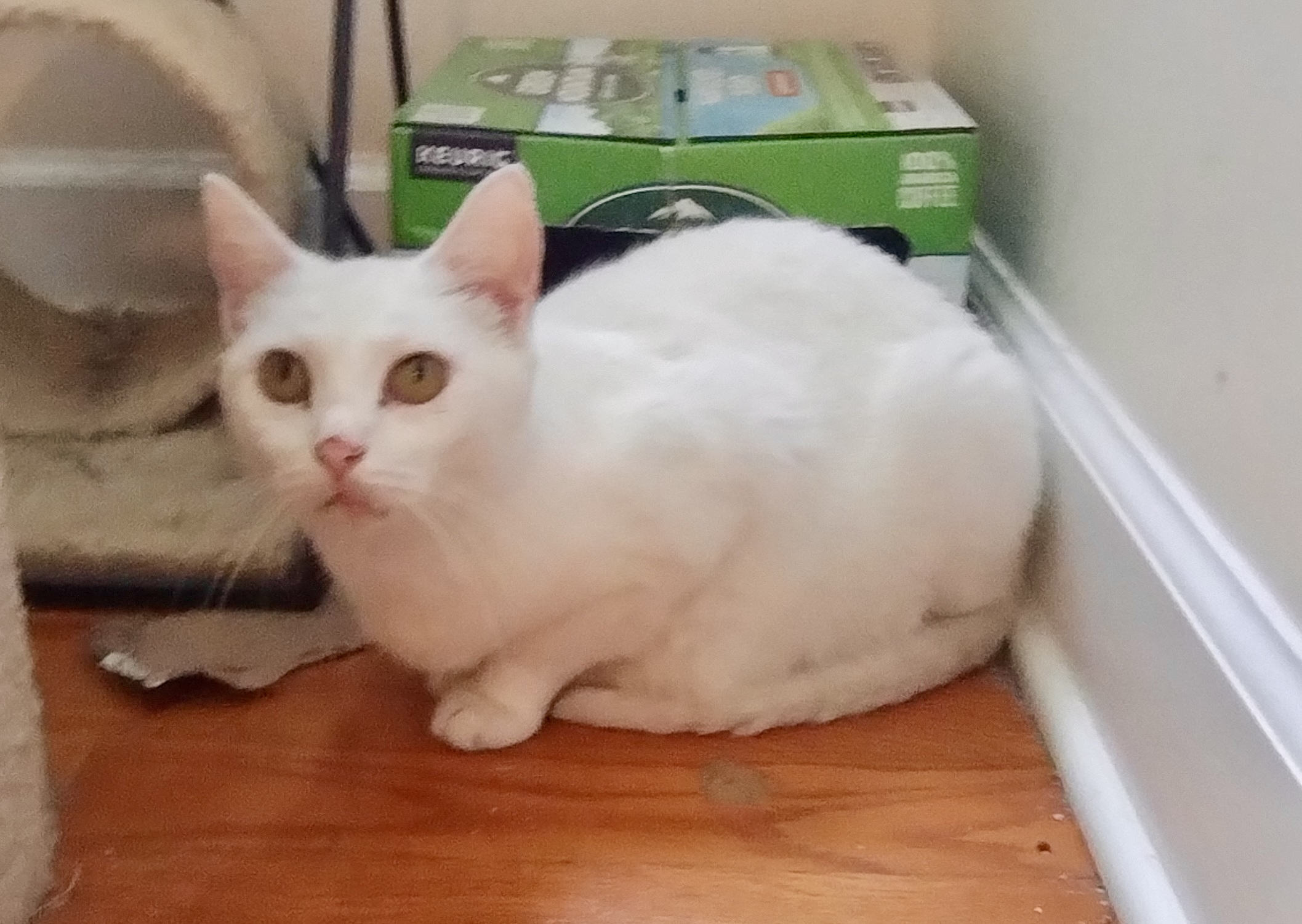 Enlarge Pompano, a Adoptable Domestic Short Hair in Myrtle Beach, SC image 1/1