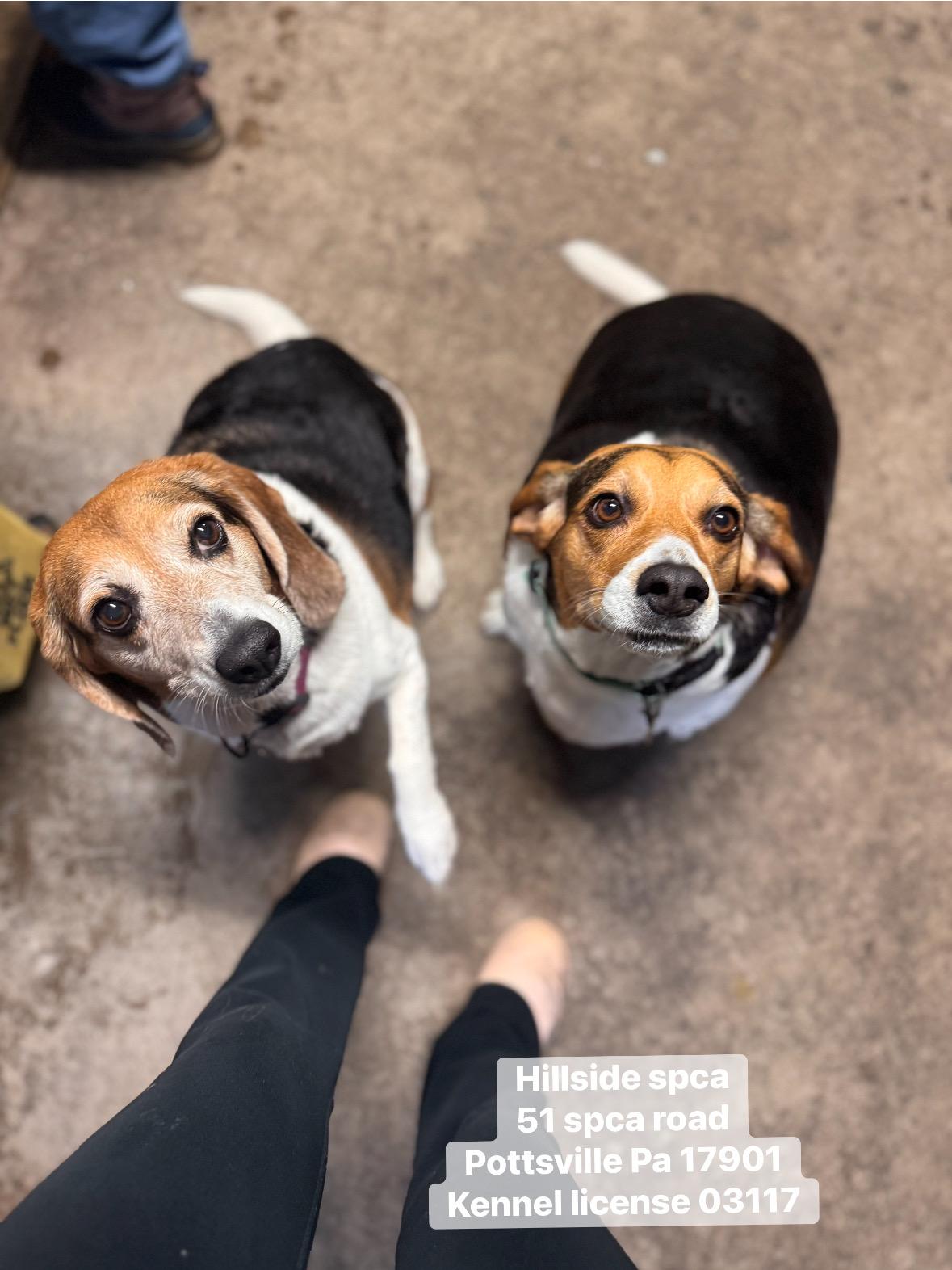 Enlarge Mia & Miley, an adopted Beagle in Pottsville, PA image 1/3