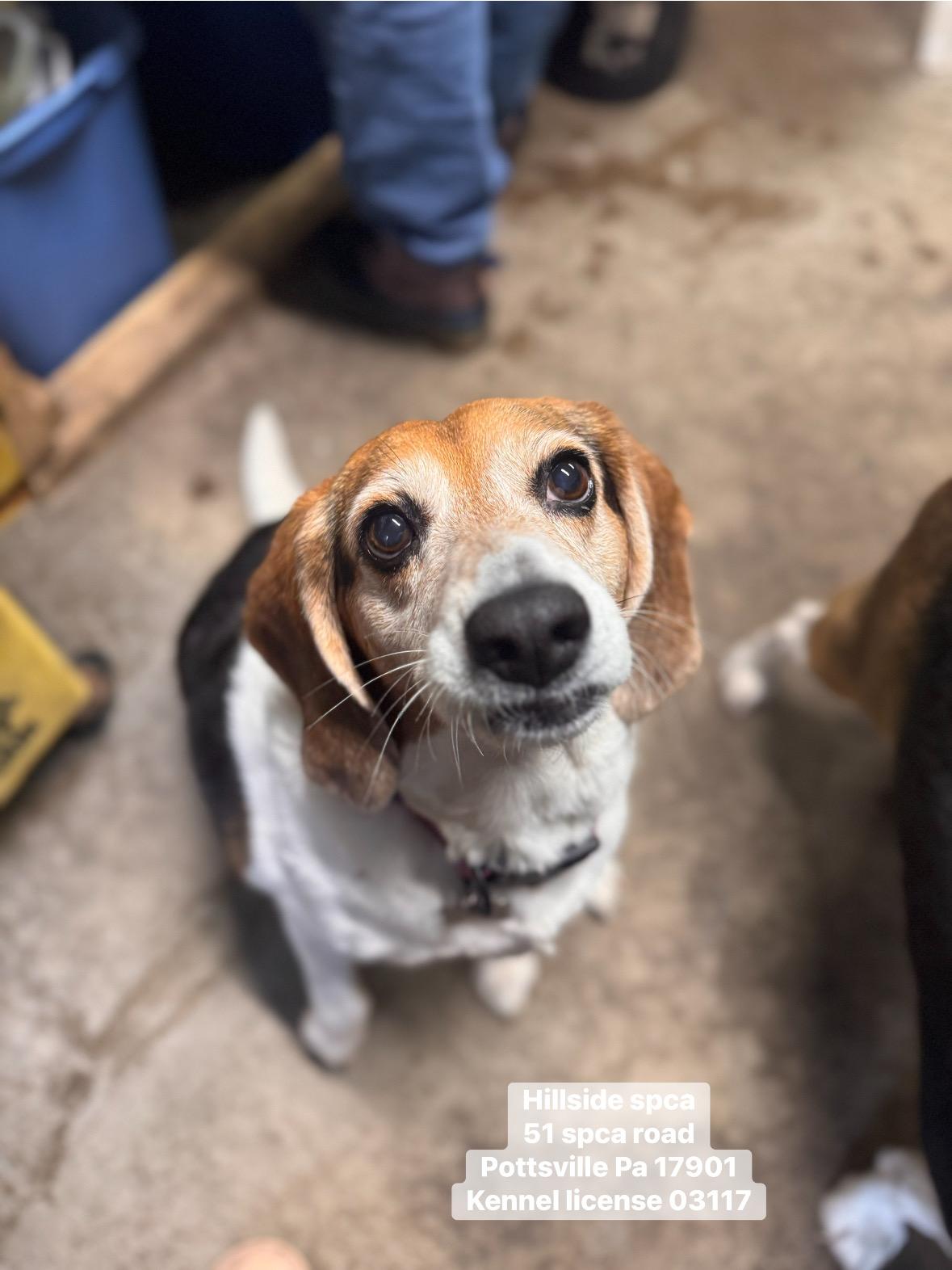 Enlarge Mia & Miley, an adopted Beagle in Pottsville, PA image 3/3