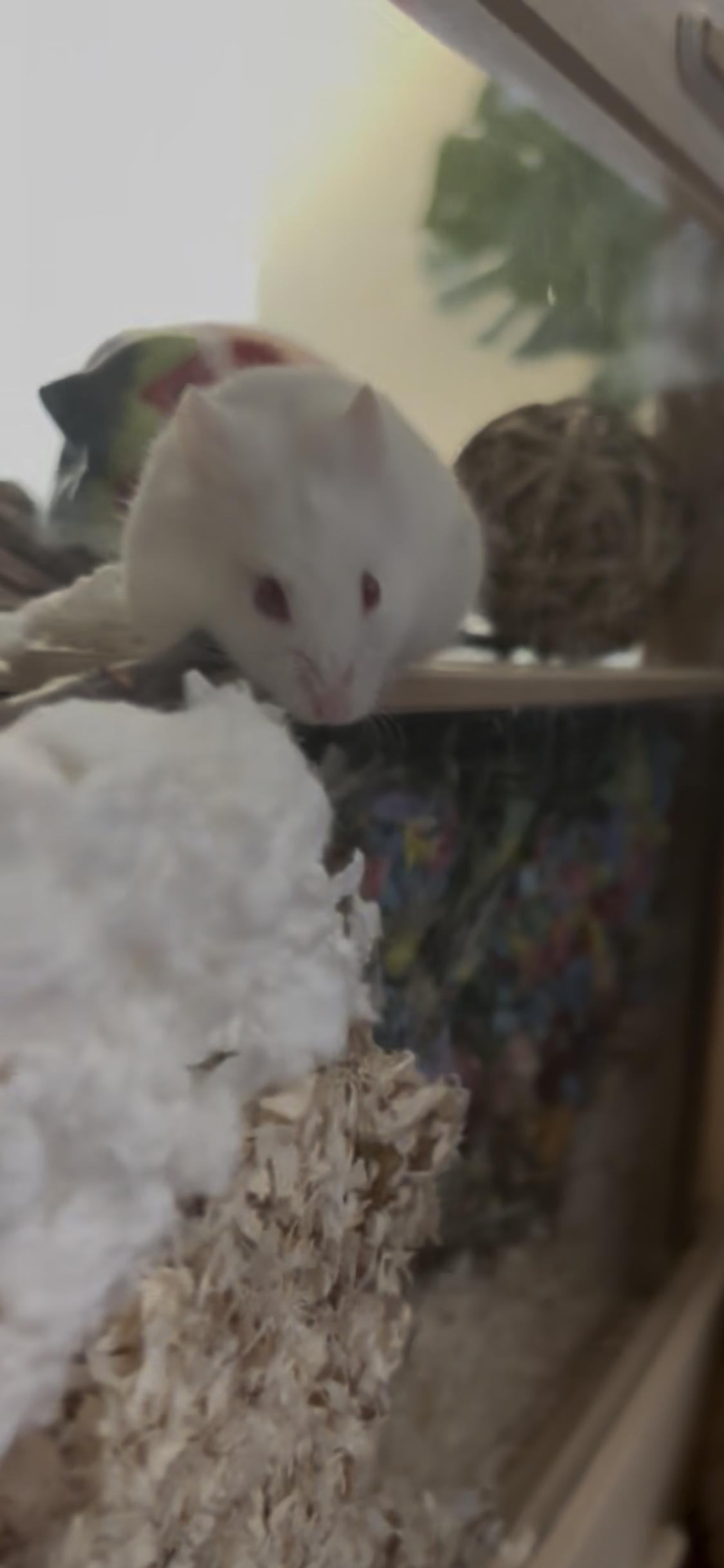 Enlarge Mama Onion, a Adoptable Dwarf Hamster in West Hollywood, CA image 1/1