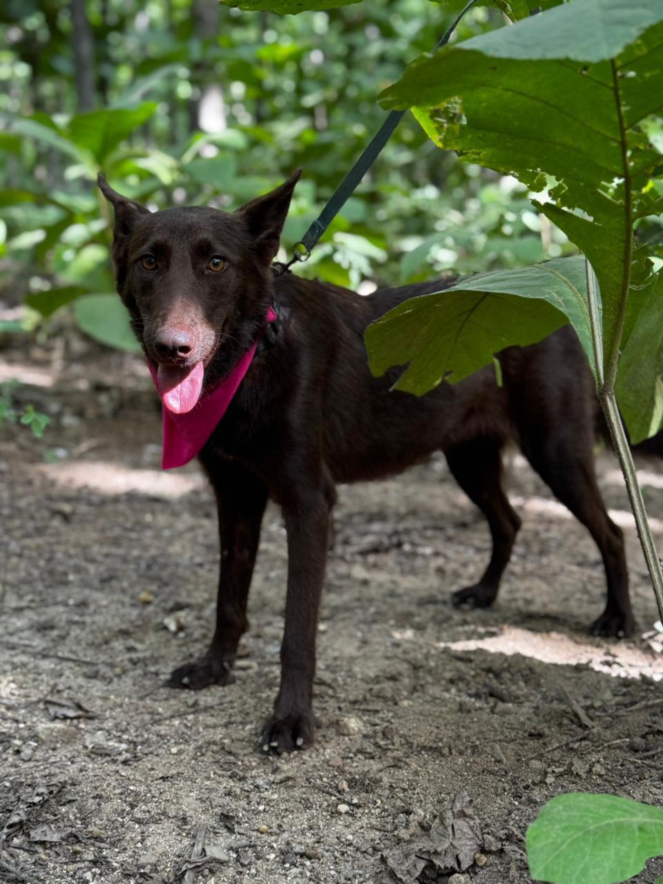 Enlarge Canela, a ADOPTABLE mixed breed in Vancouver, BC image 3/6