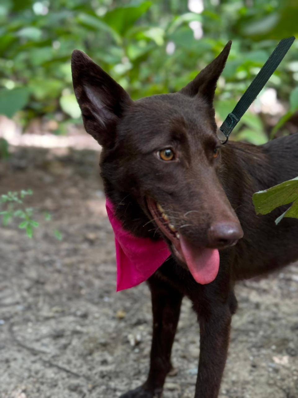 Enlarge Canela, a ADOPTABLE mixed breed in Vancouver, BC image 2/6