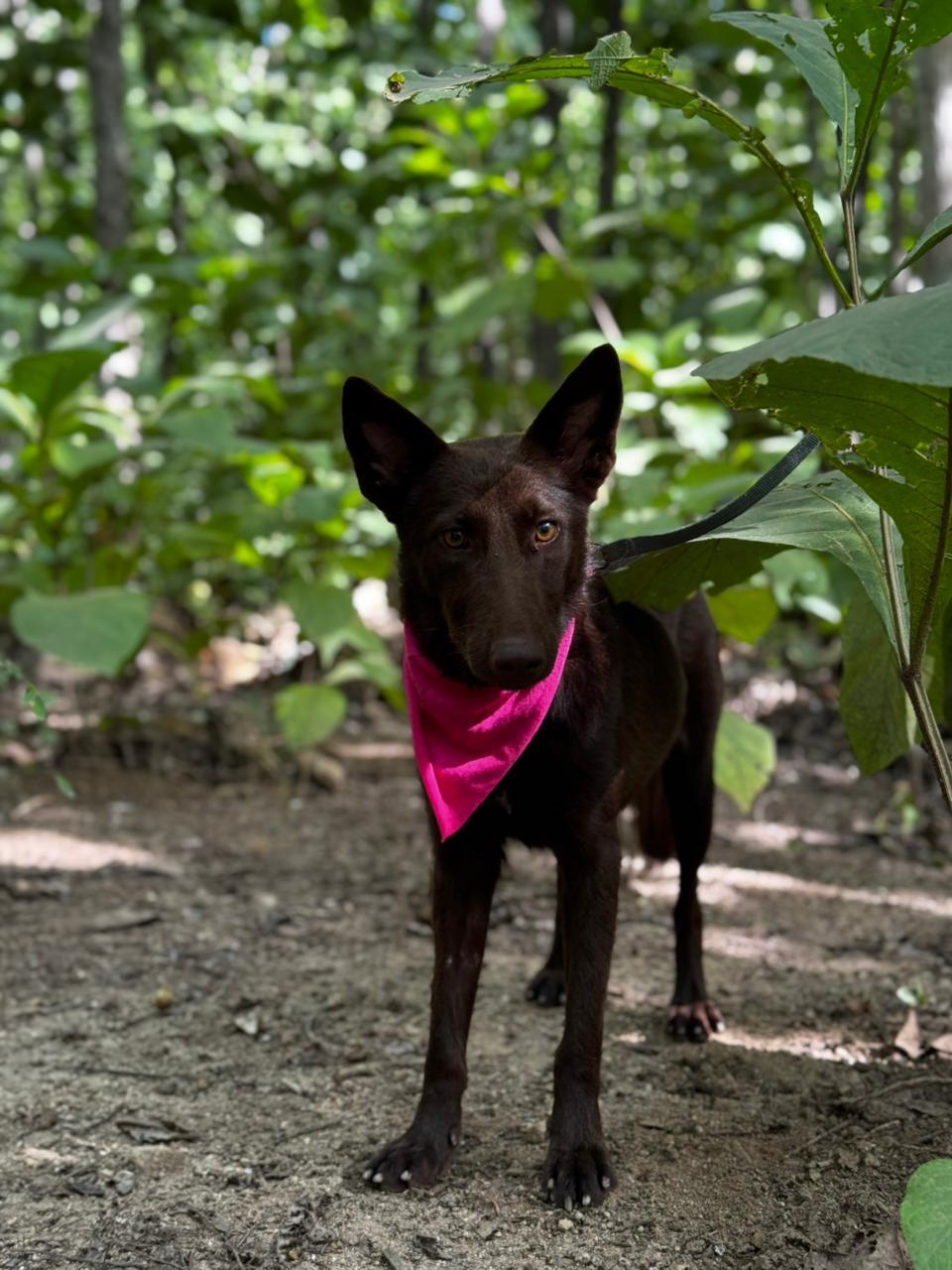 Enlarge Canela, a ADOPTABLE mixed breed in Vancouver, BC image 5/6