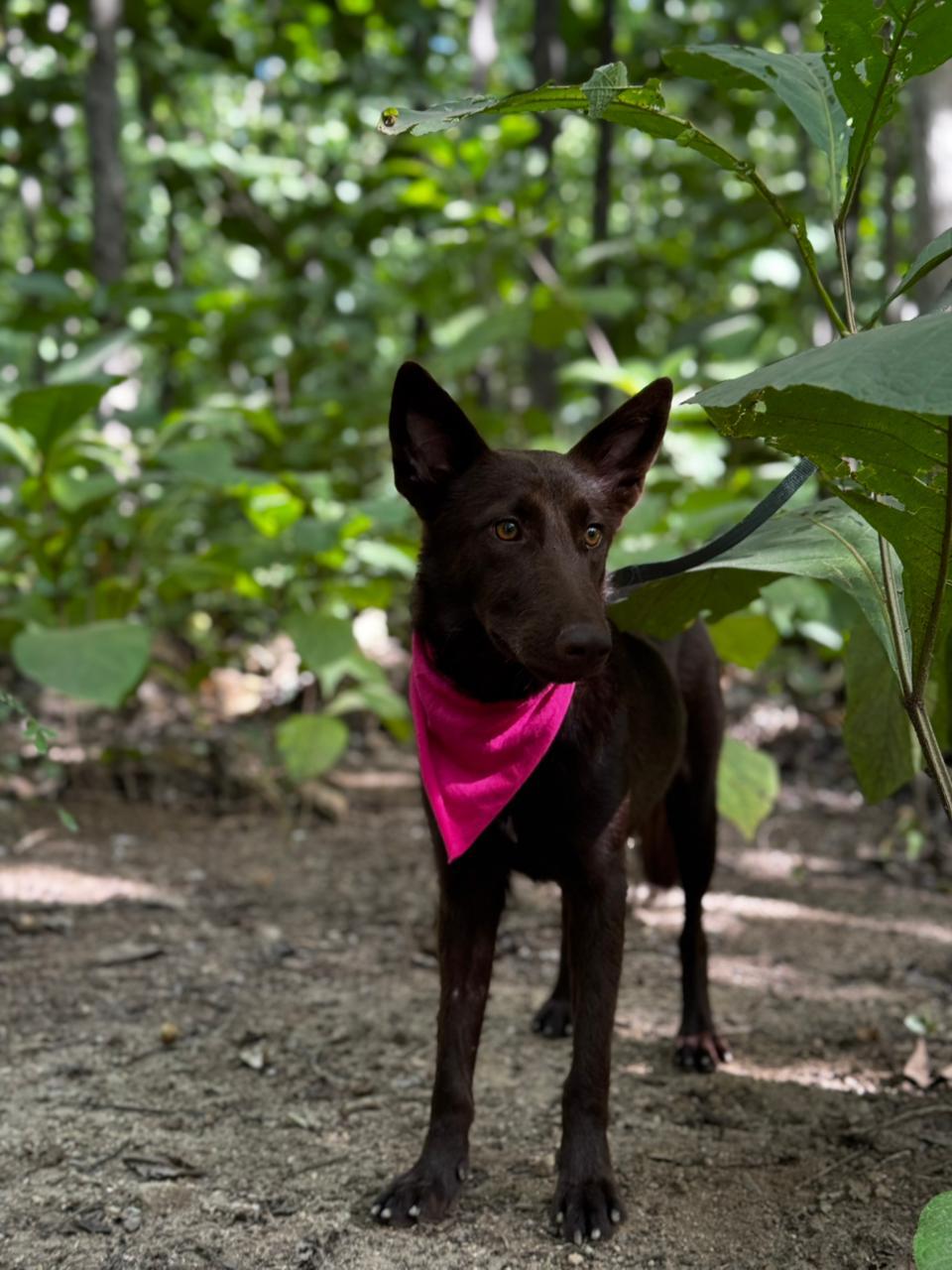 Canela, ADOPTABLE, Adult Female Collie.