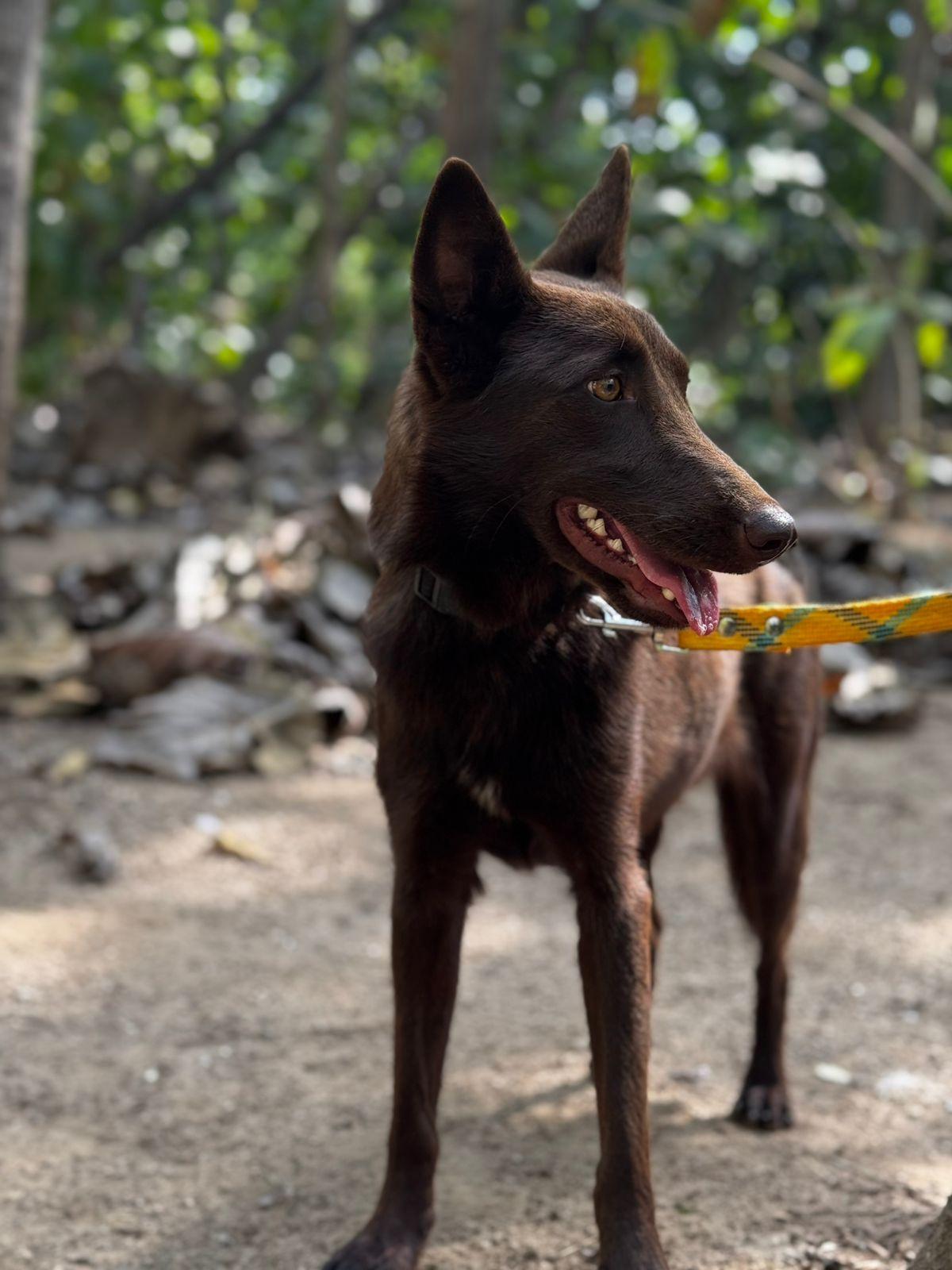 Enlarge Canela, a ADOPTABLE mixed breed in Vancouver, BC image 6/6
