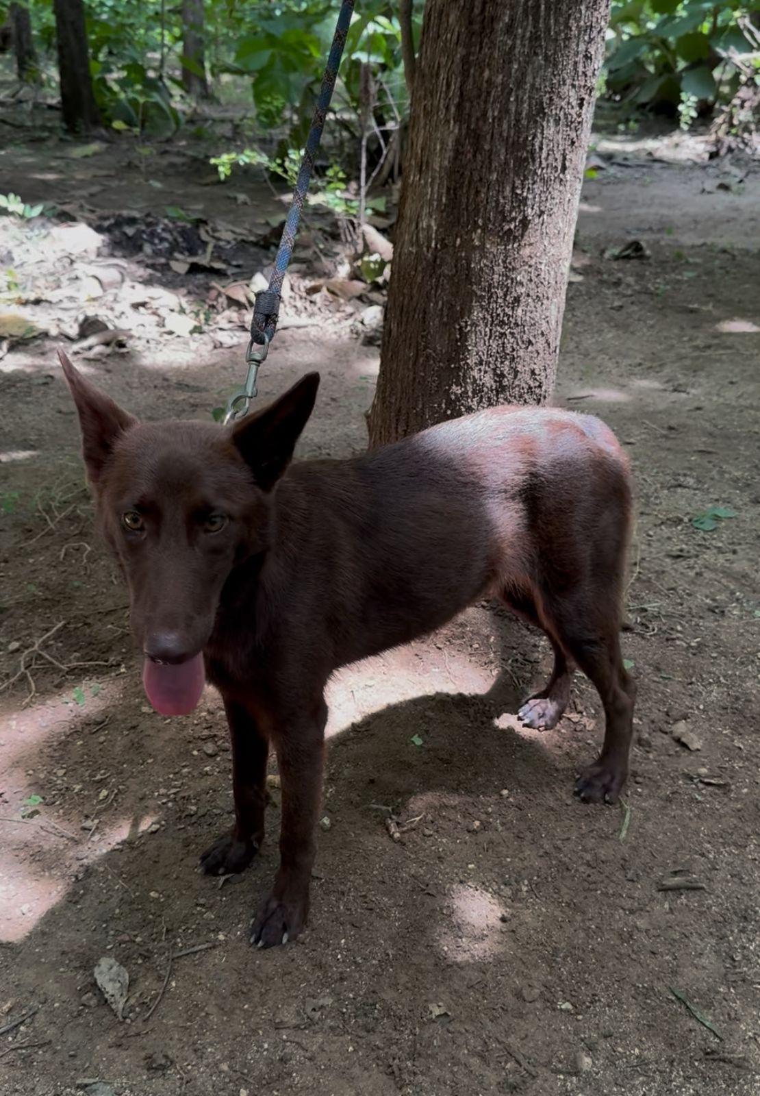 Enlarge Canela, a ADOPTABLE mixed breed in Vancouver, BC image 4/6