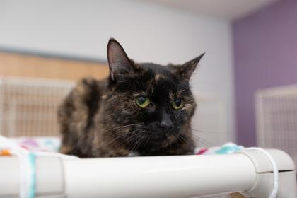 Dolly, Adoptable, Young Female Domestic Short Hair & Domestic Short Hair.