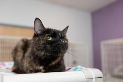 Dolly, Adoptable, Young Female Domestic Short Hair & Domestic Short Hair.