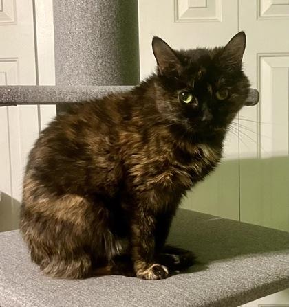 Enlarge Dolly, a Adoptable Domestic Short Hair in Morton Grove, IL image 3/3