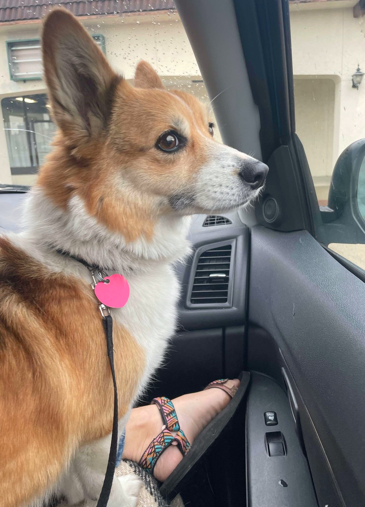 Dog for adoption Jessie, a Pembroke Welsh in Baton Rouge, LA