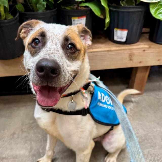 OTTO, Adoptable, Adult Male Australian Cattle Dog / Blue Heeler & Mixed Breed.