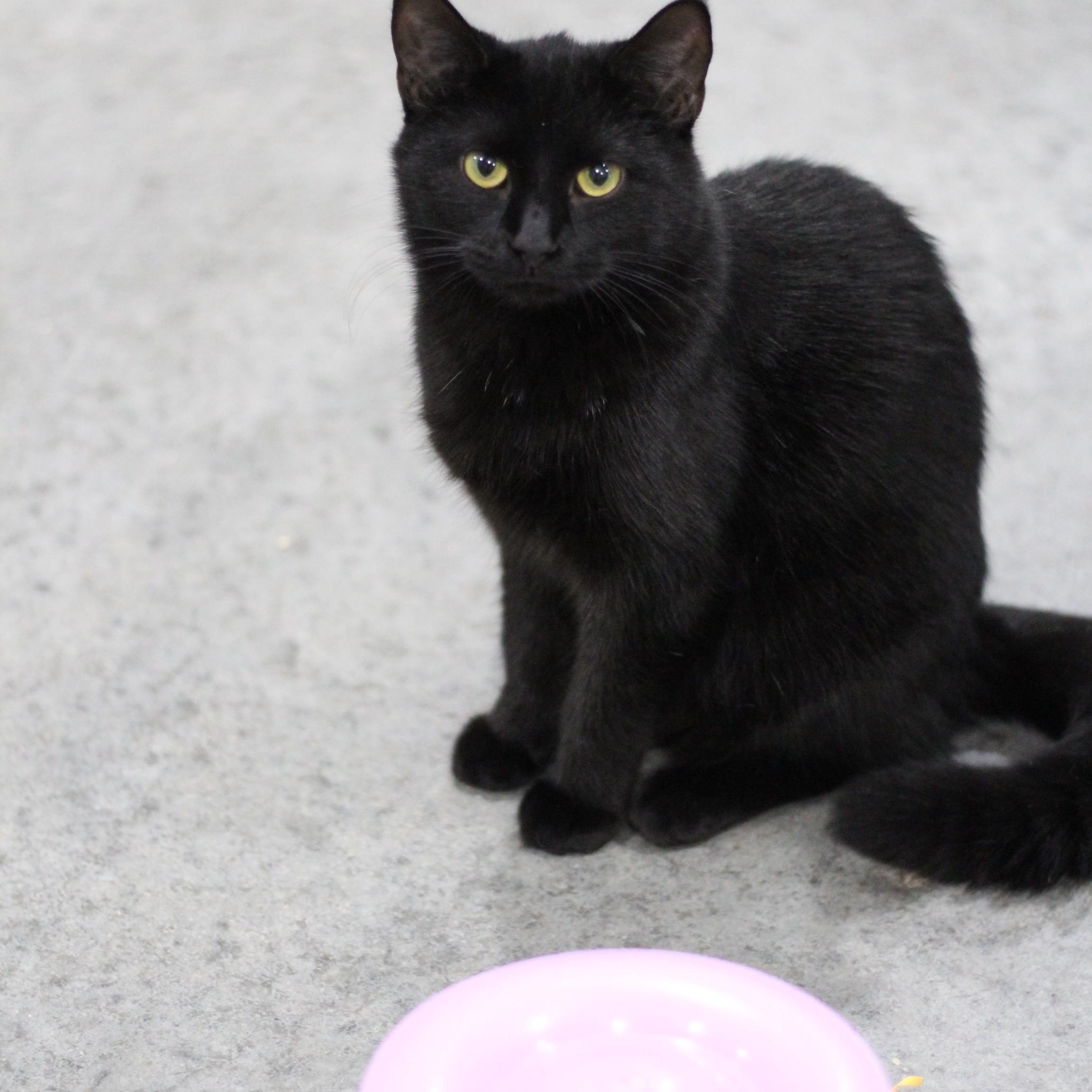 Forrest, adopted, Adult Male Domestic Short Hair.