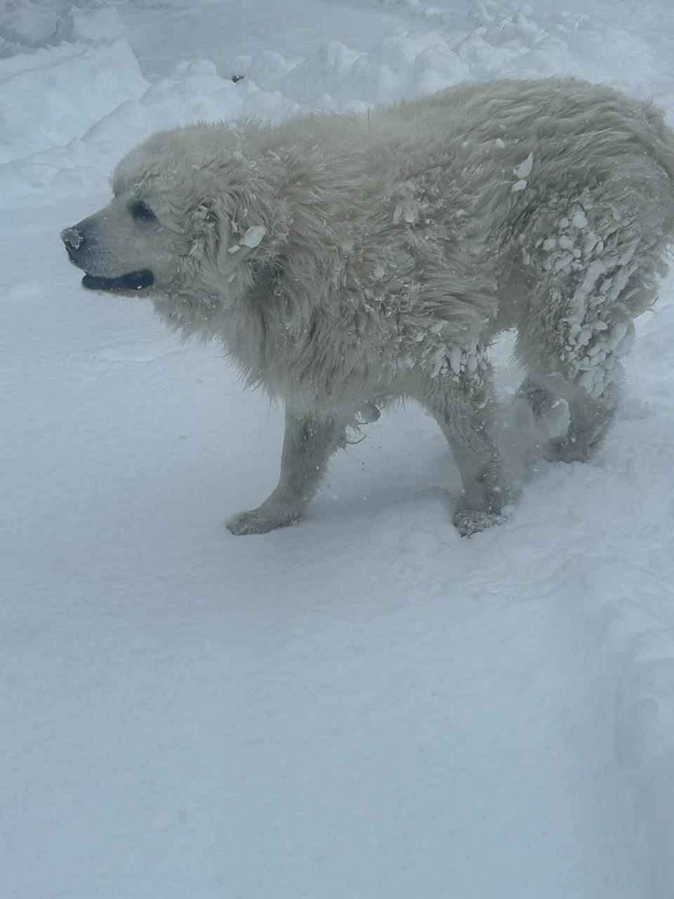 Enlarge Sitka - Courtesy Listing see info , an adopted Great Pyrenees in Polson, MT image 3/4
