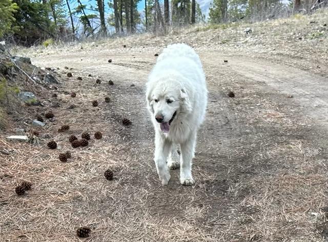 Enlarge Sitka - Courtesy Listing see info , an adopted Great Pyrenees in Polson, MT image 2/4