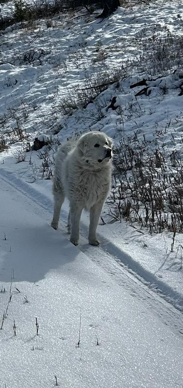 Enlarge Sitka - Courtesy Listing see info , an adopted Great Pyrenees in Polson, MT image 4/4