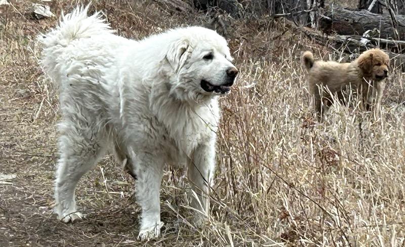 Enlarge Sitka - Courtesy Listing see info , an adopted Great Pyrenees in Polson, MT image 1/4