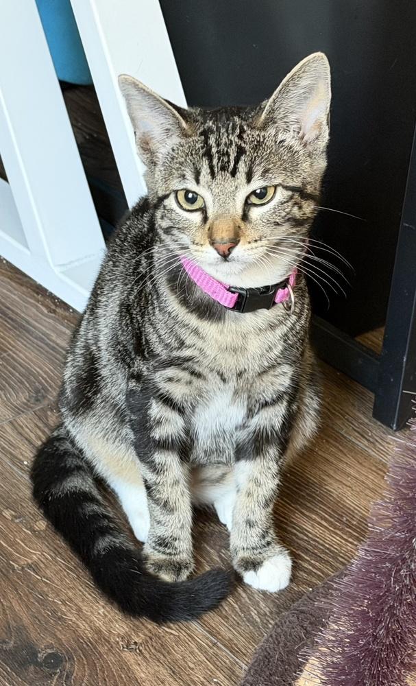 Enlarge Sonya, a Adoptable mixed breed in Richardson, TX image 4/5