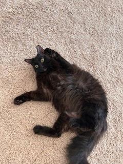 Night Rider, a Adopted Domestic Medium Hair in Irving, TX image 1/3