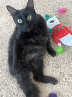 Night Rider, a Adopted Domestic Medium Hair in Irving, TX image 2/3