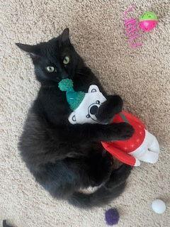 Night Rider, Adopted, Adult Male Domestic Medium Hair.