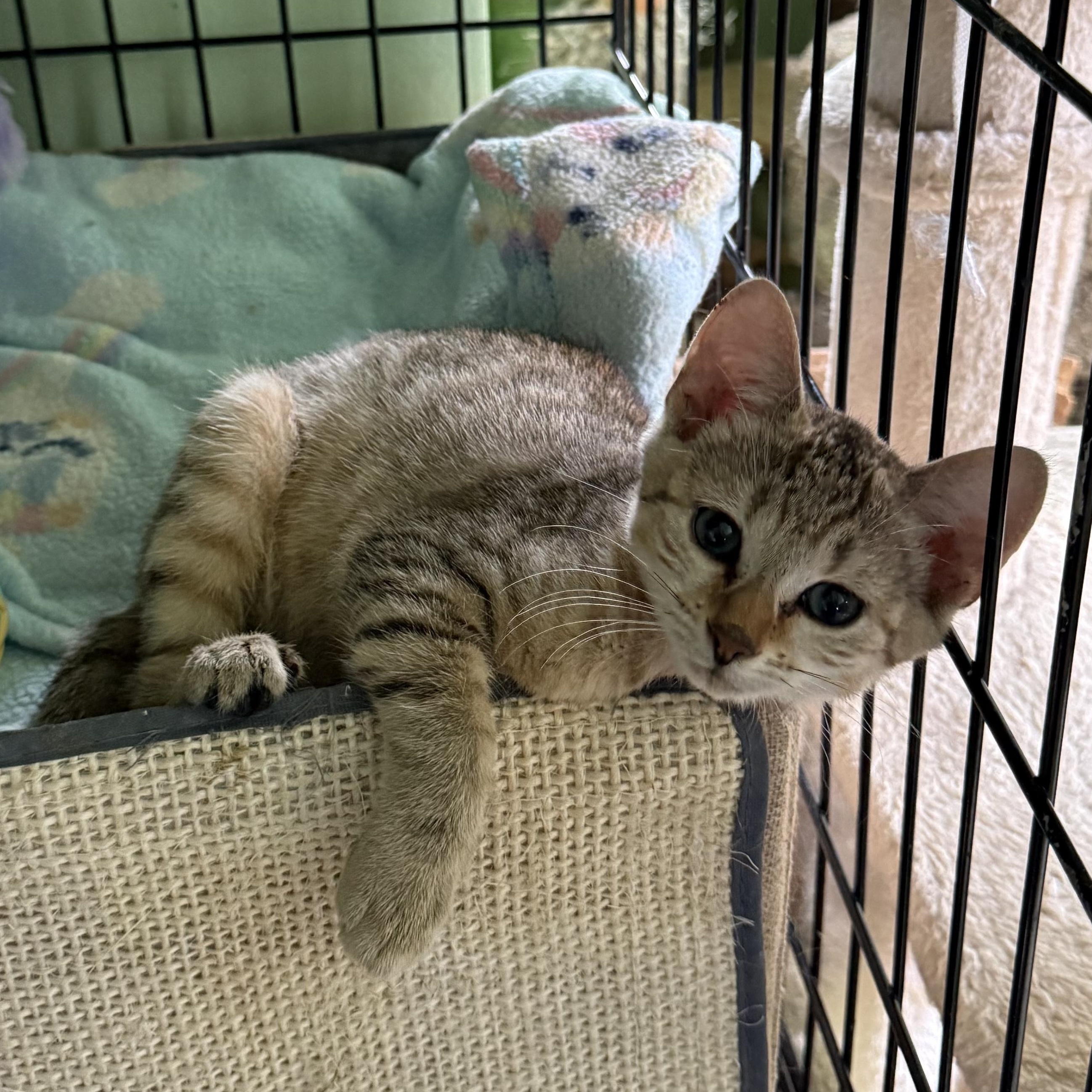 Enlarge Minnie, an adopted mixed breed in Newark, NJ image 2/4