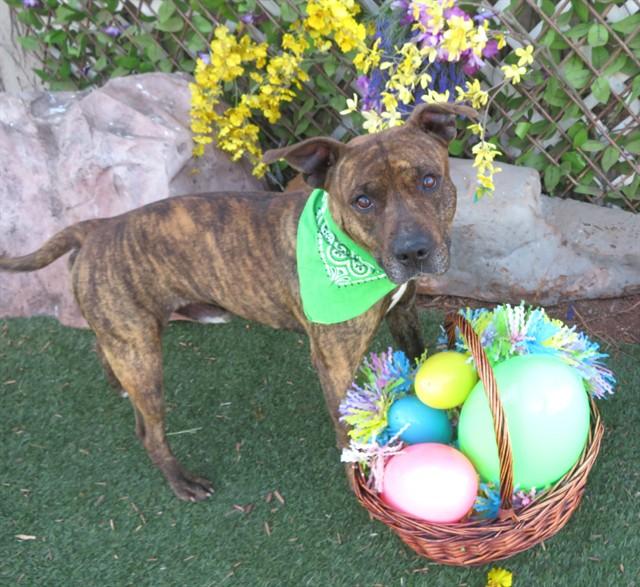 Enlarge COWBOY, a Adoptable mixed breed in Oklahoma City, OK image 1/1