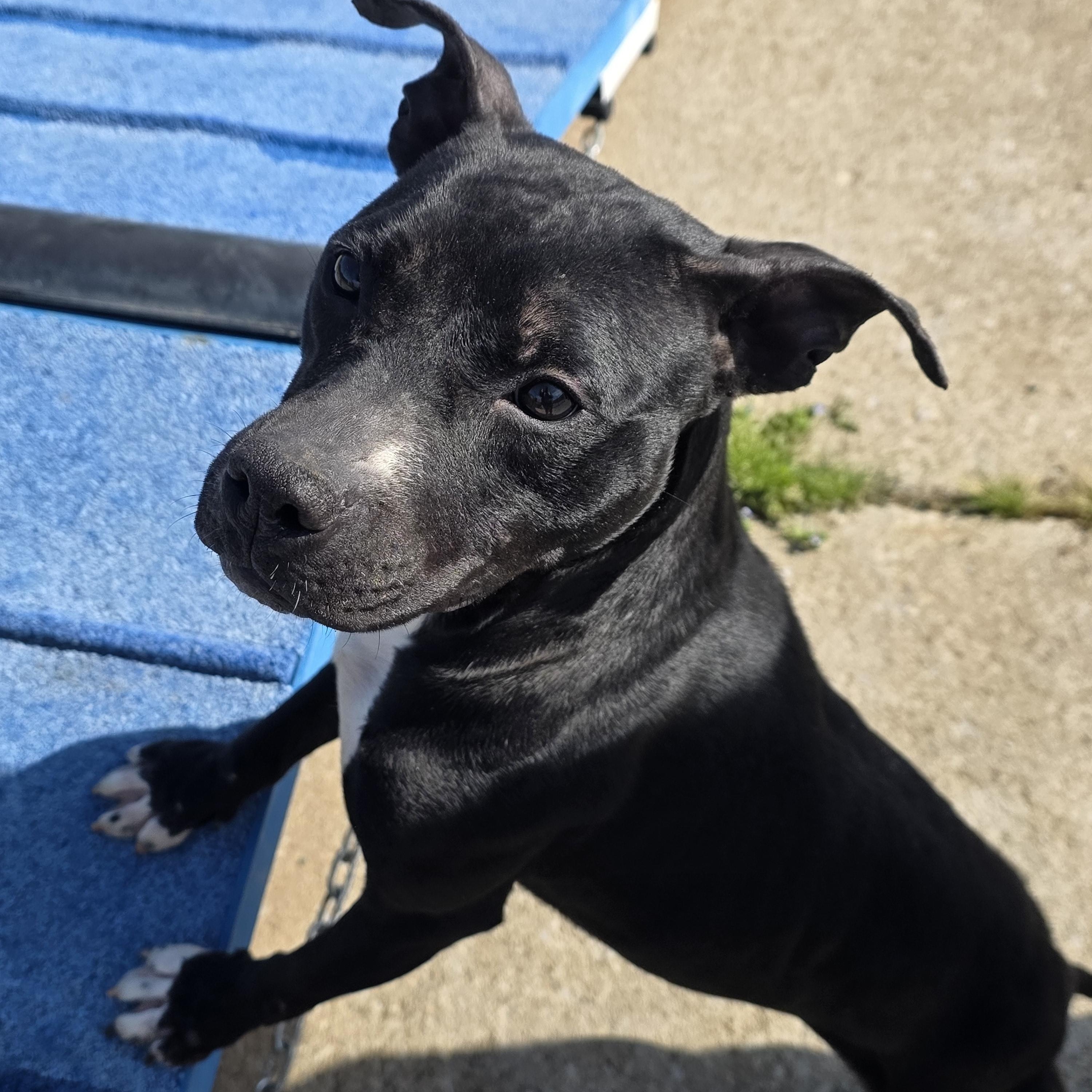 Enlarge Tinsel, a Adoptable mixed breed in PHILADELPHIA, TN image 1/1