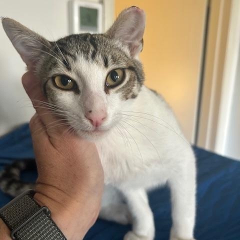 Simon - male teen kitten, a Adoptable Domestic Short Hair in San Francisco, CA image 2/5