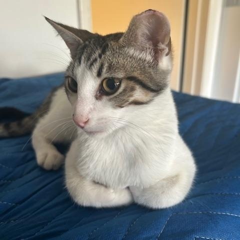 Simon - male teen kitten, a Adoptable Domestic Short Hair in San Francisco, CA image 3/5