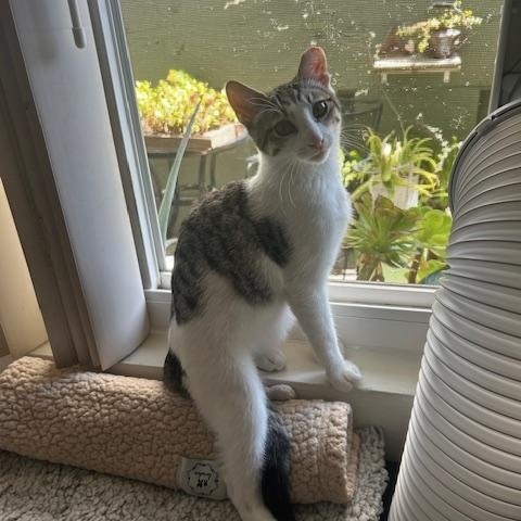 Simon - male teen kitten, a Adoptable Domestic Short Hair in San Francisco, CA image 4/5