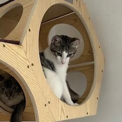 Simon - male teen kitten, a Adoptable Domestic Short Hair in San Francisco, CA image 5/5