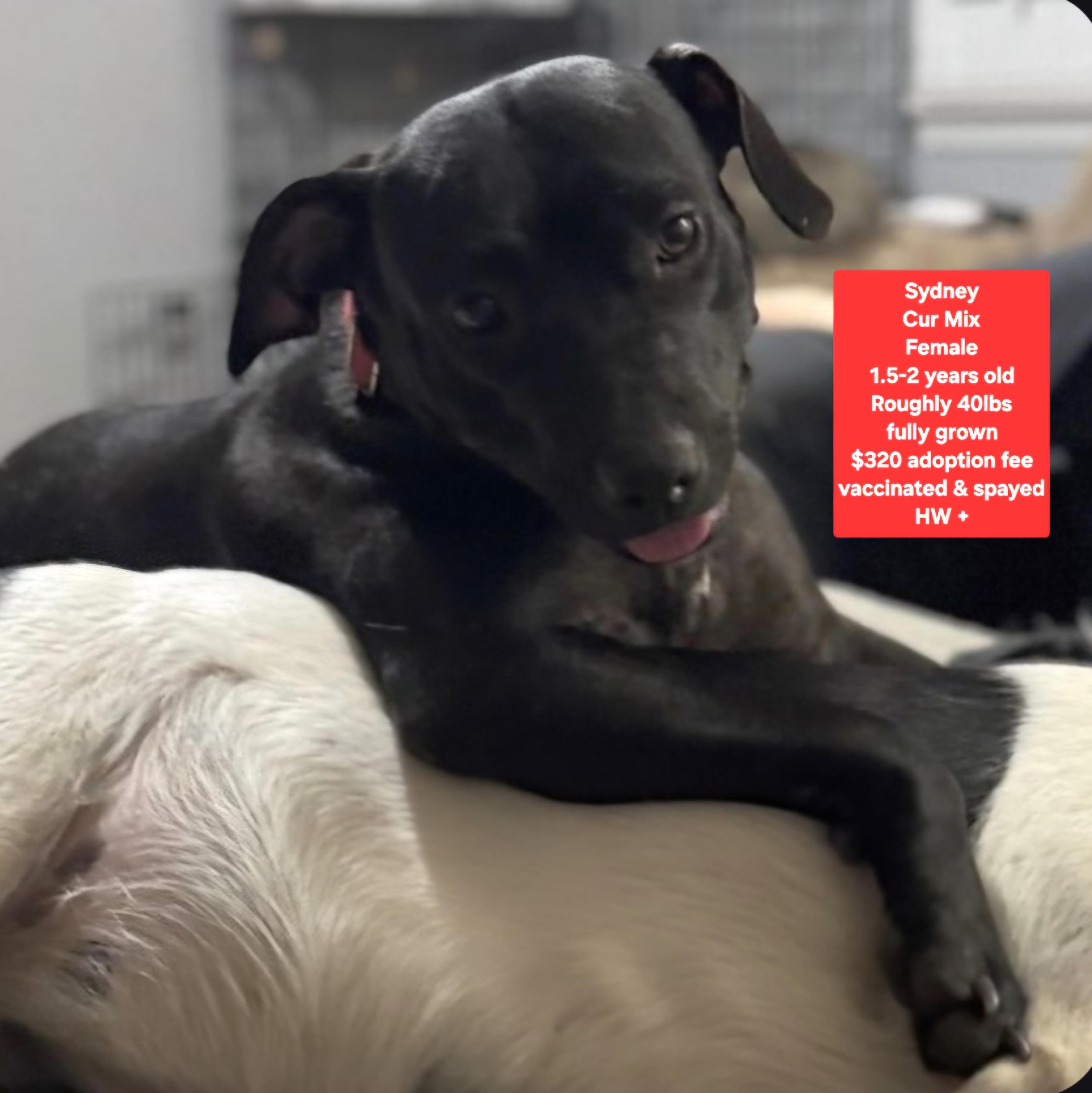 Sydney, Adoptable, Puppy Female Black Mouth Cur.