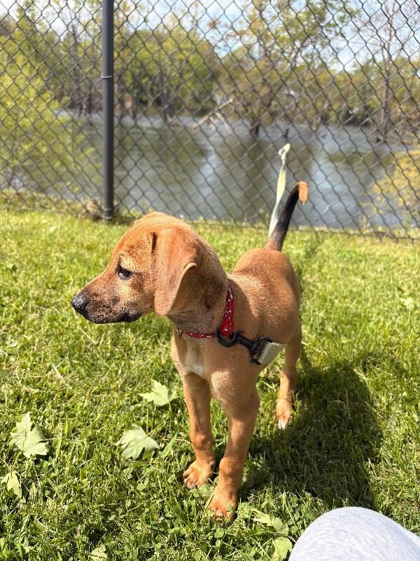 Sage, Adoptable, Young Female Mixed Breed.