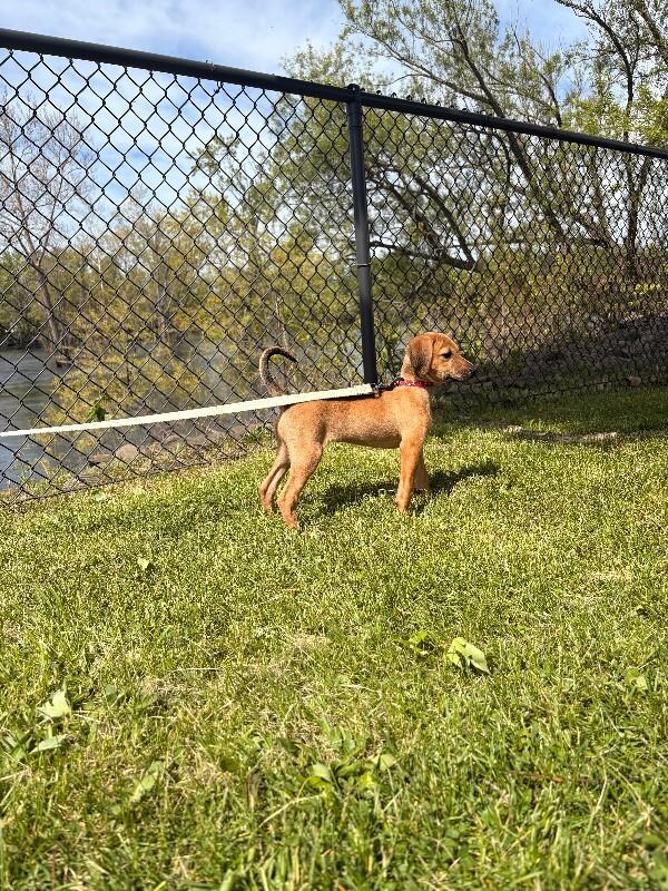 Sage, a Adoptable Mixed Breed in Warren, PA image 2/6